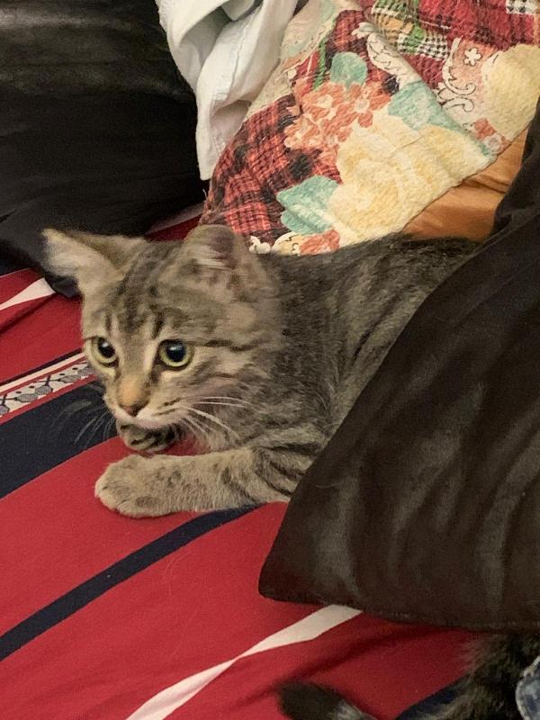 Una mamma per il dolcissimo Loki! Foto 4